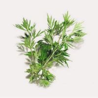 艾草