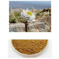 雪莲花提取物   天然雪莲提取纯粉