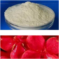 红花提取物    抗炎活血通经祛瘀止痛 1kg