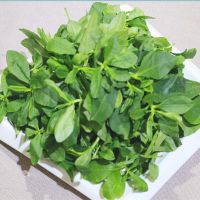 人参菜